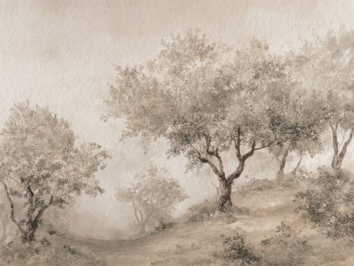 Tapeta Mural Drzewo Oliwne Sepia tekstura.jpg