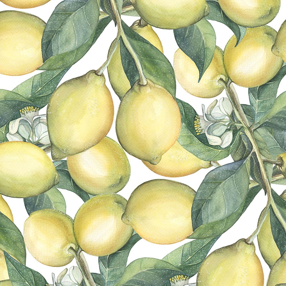 Tapeta-drzewo-cytrynowe-1