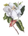Naklejka Magnolia