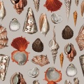Tapeta-Morskie-muszle-bez-1
